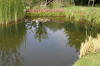 Bassin de jardin naturel  Lasne - dtails 1  26 