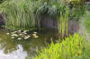 Bassin de jardin naturel  Lasne - dtails 2  29 