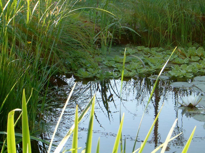 bassin poisson canicule