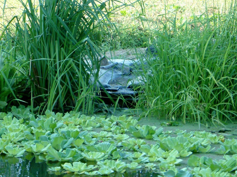 bassin poisson canicule