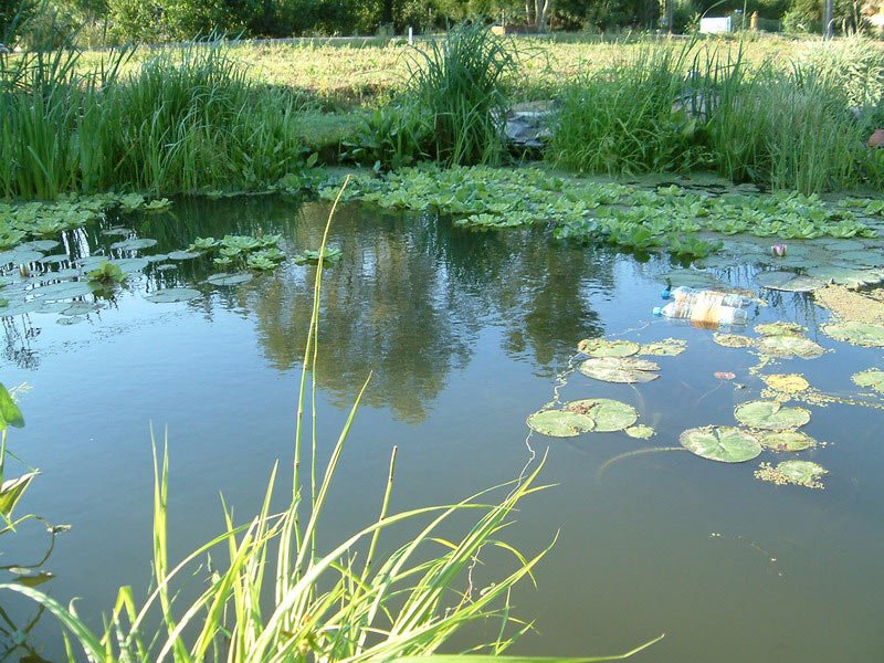 bassin poisson canicule