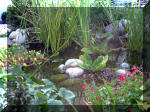 Le jardin aquatique du Brainois et de Lucette 1  45 