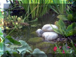 Le jardin aquatique du Brainois et de Lucette 1  44 