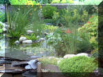 Le jardin aquatique du Brainois et de Lucette 1  36 