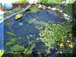 Le jardin aquatique du Brainois et de Lucette 1  14 