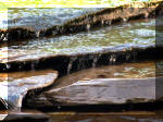 Le jardin aquatique du Brainois et de Lucette 2  47 