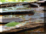 Le jardin aquatique du Brainois et de Lucette 2  41 