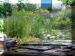 Le jardin aquatique du Brainois et de Lucette 2  24 