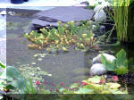Le jardin aquatique du Brainois et de Lucette 2  19 