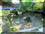 Le jardin aquatique du Brainois et de Lucette 2  18 