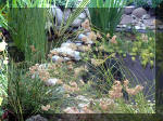 Le jardin aquatique du Brainois et de Lucette 2  16 