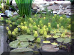 Le jardin aquatique du Brainois et de Lucette 2  10 