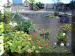 Le jardin aquatique du Brainois et de Lucette 2  7 