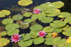 Le bassin de jardin naturel de Mimulus  26 