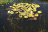 Le bassin de jardin naturel de Mimulus  24 