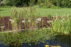 Le bassin de jardin naturel de Mimulus  21 