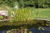 Le bassin de jardin naturel de Mimulus  22 