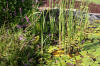 Le bassin de jardin naturel de Mimulus  15 