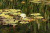 Le bassin de jardin naturel de Mimulus  10 