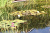 Le bassin de jardin naturel de Mimulus  9 