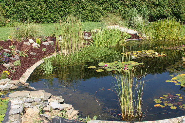 le bassin de jardin,poisson,koi,faune,flore