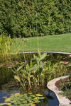 Le bassin de jardin naturel de Mimulus  4 