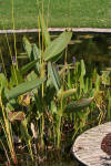 Le bassin de jardin naturel de Mimulus  3 