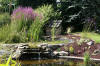 Le bassin de jardin naturel de Mimulus 2  17 