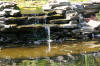 Le bassin de jardin naturel de Mimulus 2  6 