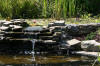 Le bassin de jardin naturel de Mimulus 2  7 