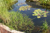 Le bassin de jardin naturel de Mimulus 2  19 