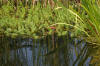 Le bassin de jardin naturel de Mimulus 2  11 