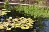 Le bassin de jardin naturel de Mimulus 2  3 