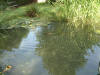 etang en bentonite 2 5