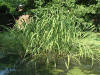 etang en bentonite 2 6