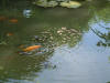 etang en bentonite 2 8