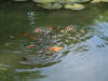 etang en bentonite 2 9