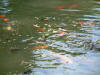 etang en bentonite 2 10