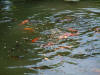 etang en bentonite 2 11