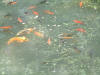 etang en bentonite 2 12