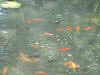 etang en bentonite 2 15