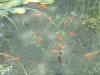 etang en bentonite 2 13