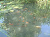 etang en bentonite 2 14