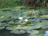 etang en bentonite 2 16