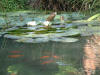 etang en bentonite 2 17