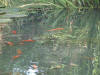 etang en bentonite 2 18