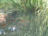 etang en bentonite 2 20