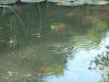 etang en bentonite 2 19