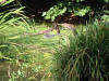 etang en bentonite 2 29