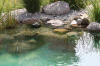 Transformation d'une piscine classique en bassin baignade 2  19 